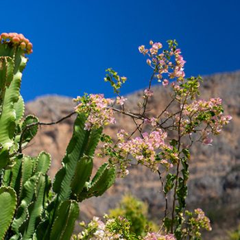cactus_tree