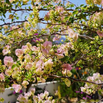 flowers_2