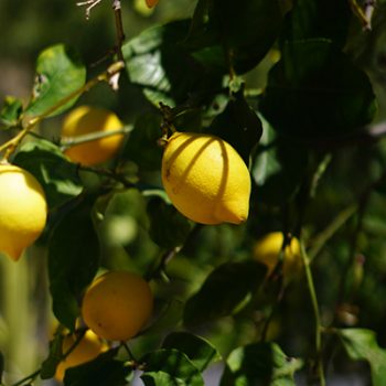 limon
