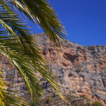 mountainview_palm
